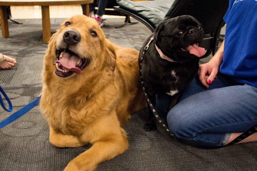 Students de-stress with therapy dogs at the Rod Library last spring. Student Wellness Services reminds us to take time to relax during the bustle of finals preparation
