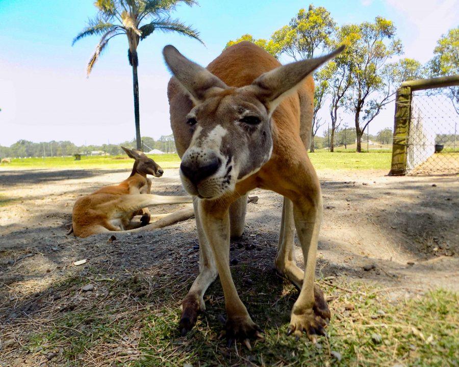 Student+Kirby+Davis+studied+abroad+at+the+University+of+Newcastle+in+Australia+for+the+entirely+of+last+semester.+Davis+discovered+a+passion+for+photography%2C+and+snapped+this+photo+of+a+friendly+kangaroo
