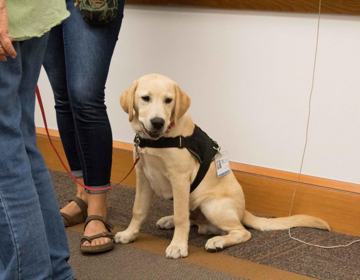This golden retriever is currently being trained as a service dog by Retrieving Freedom.