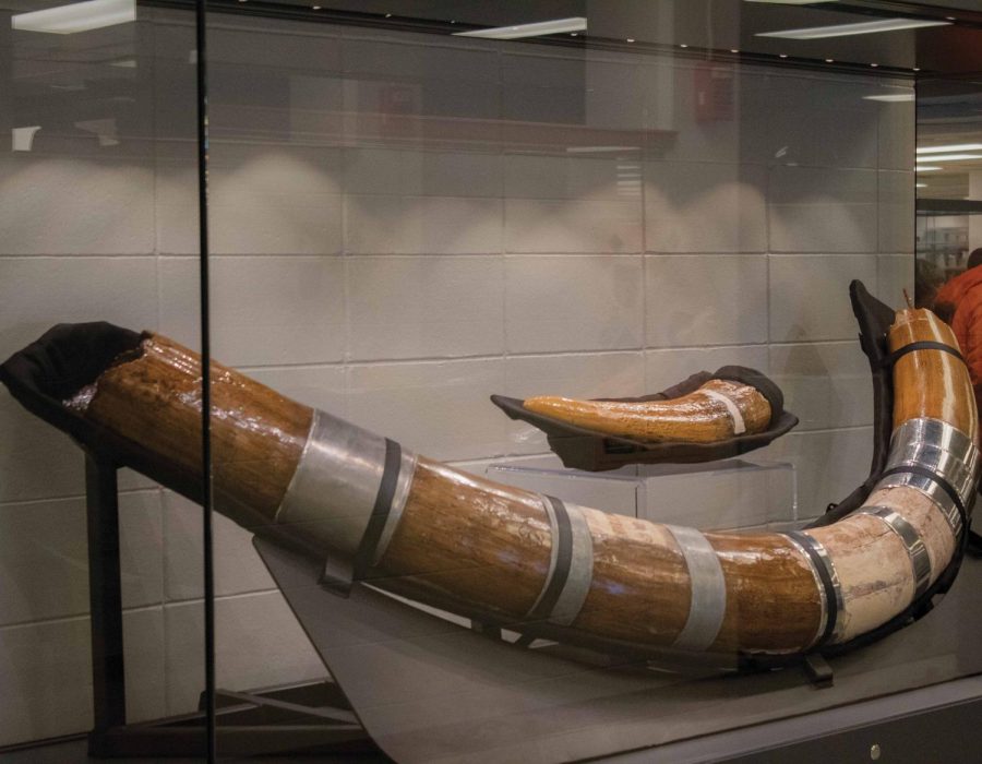 The UNI Museum revealed the American mastodon tusk that has been in its possession since the 1930s at the Preserving the Past: Unveiling the Tusk exhibit opening at 4 p.m. on Wednesday, April 3. 