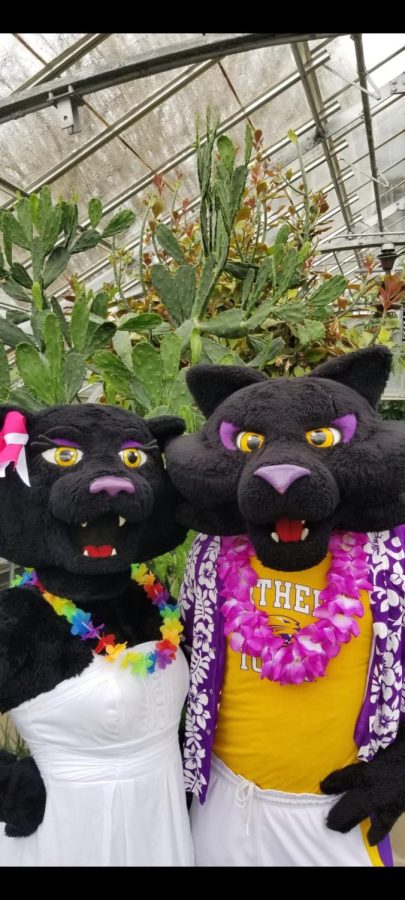 UNI mascots TC and TK enjoy Tropical Celebration Day (TC Day) Thursday in UNIs greenhouse.