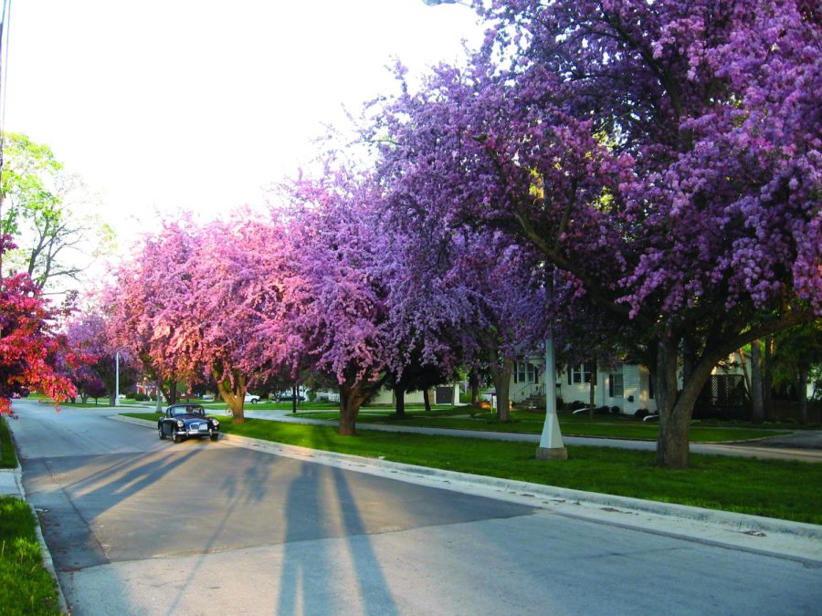 The flowering crabapple trees have been a staple of Seerley Boulevard since they were planted in the early 1960s. They characterize the historic street, which was once a trolley line in the early 1900s. 
