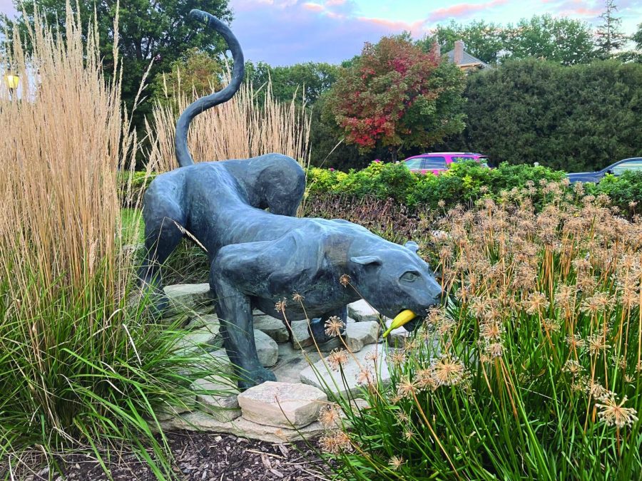 Bananas began appearing around campus the week leading up to Homecoming. The panther statue by Maucker Union fell victim to the so-called banana week.