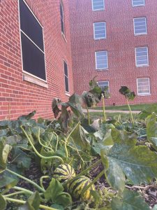 Pumpkins grow outside of Campbell Hall.