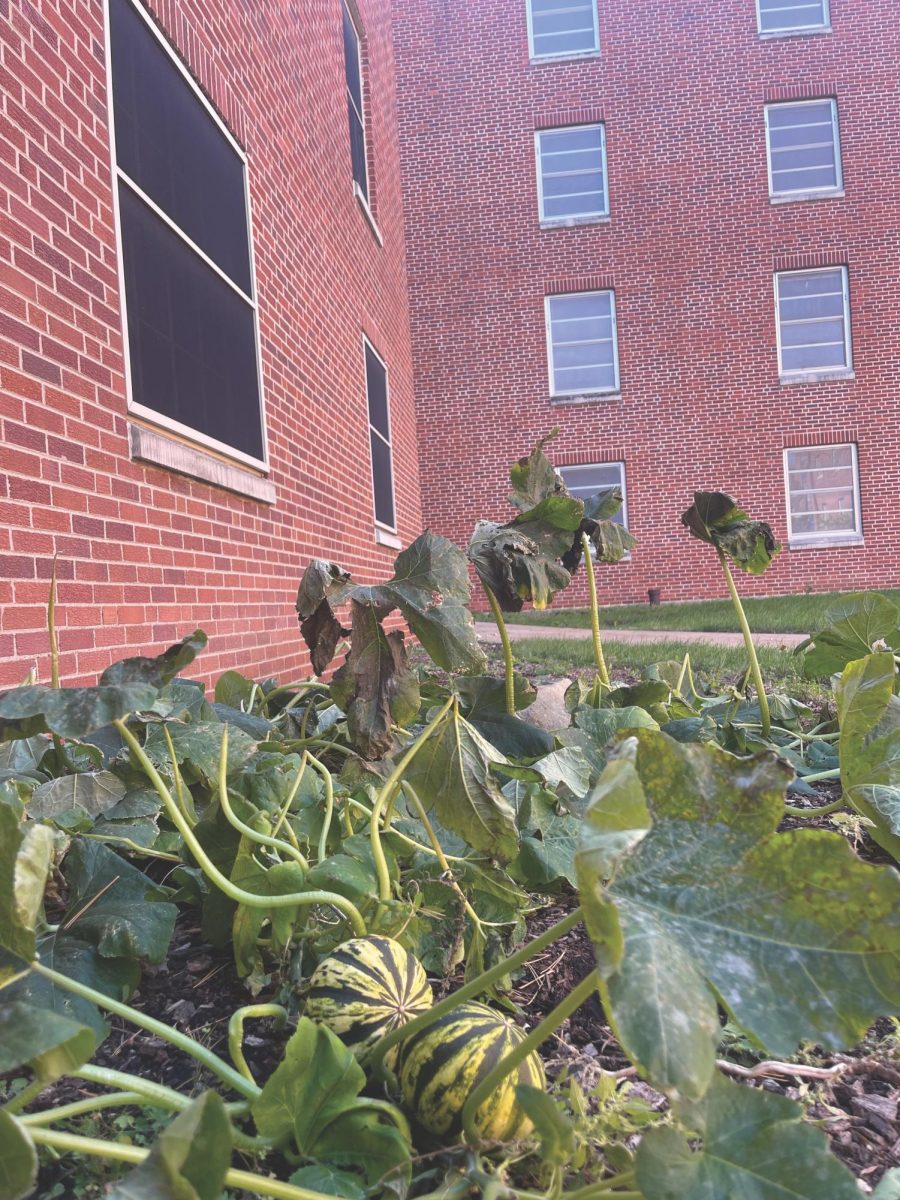 Pumpkins+grow+outside+of+Campbell+Hall.