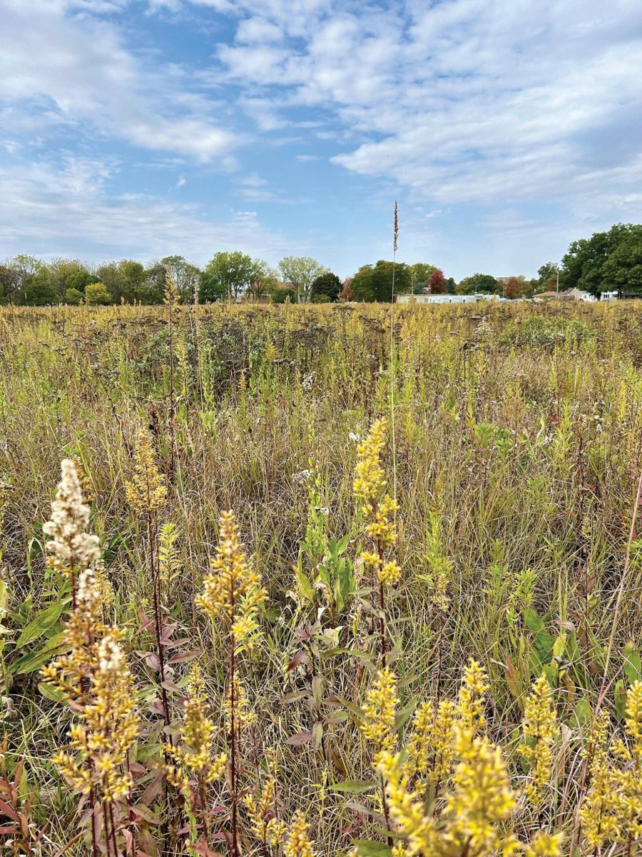 The Tallgrass Prairie Center has played a role in helping preserve prairies as a habitat for many creatures, notably the monarch butterfly. Their efforts include their roadside projects, seed distribution, and collaboration with farmers.